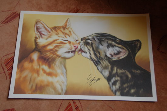 Katzenkinder.jpg